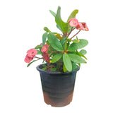 Plant 5