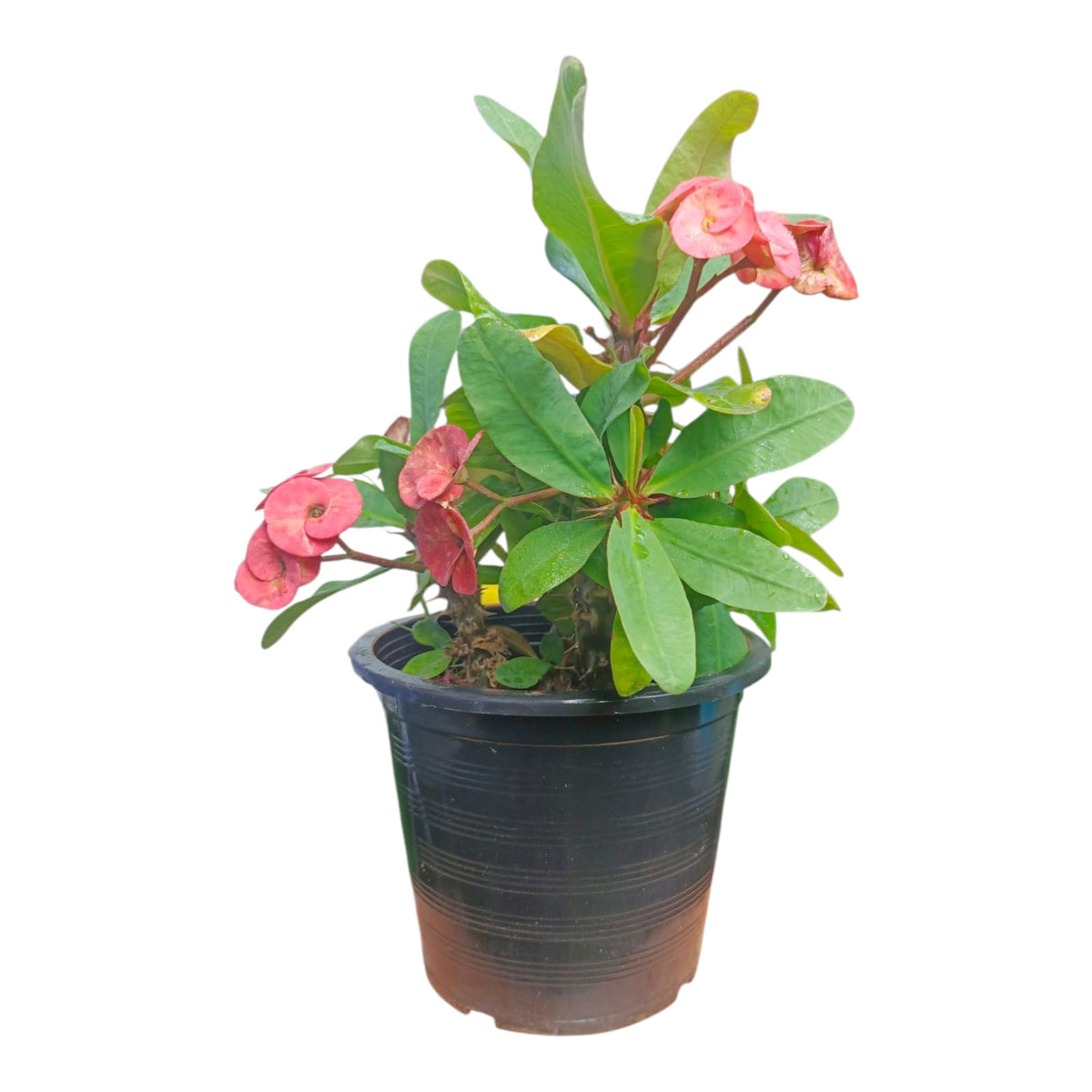 Plant 5