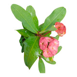 Plant 5