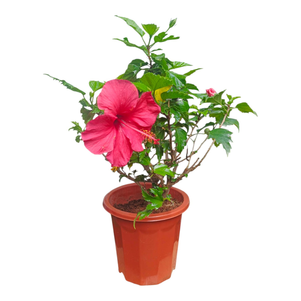 Plant 6