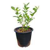 Plant 4