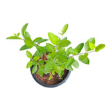 Plant 4