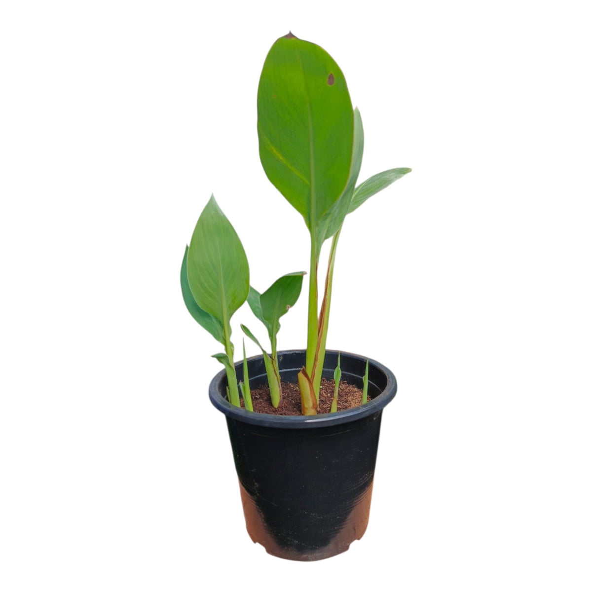 Plant 3