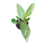 Plant 3