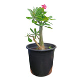 Plant 2