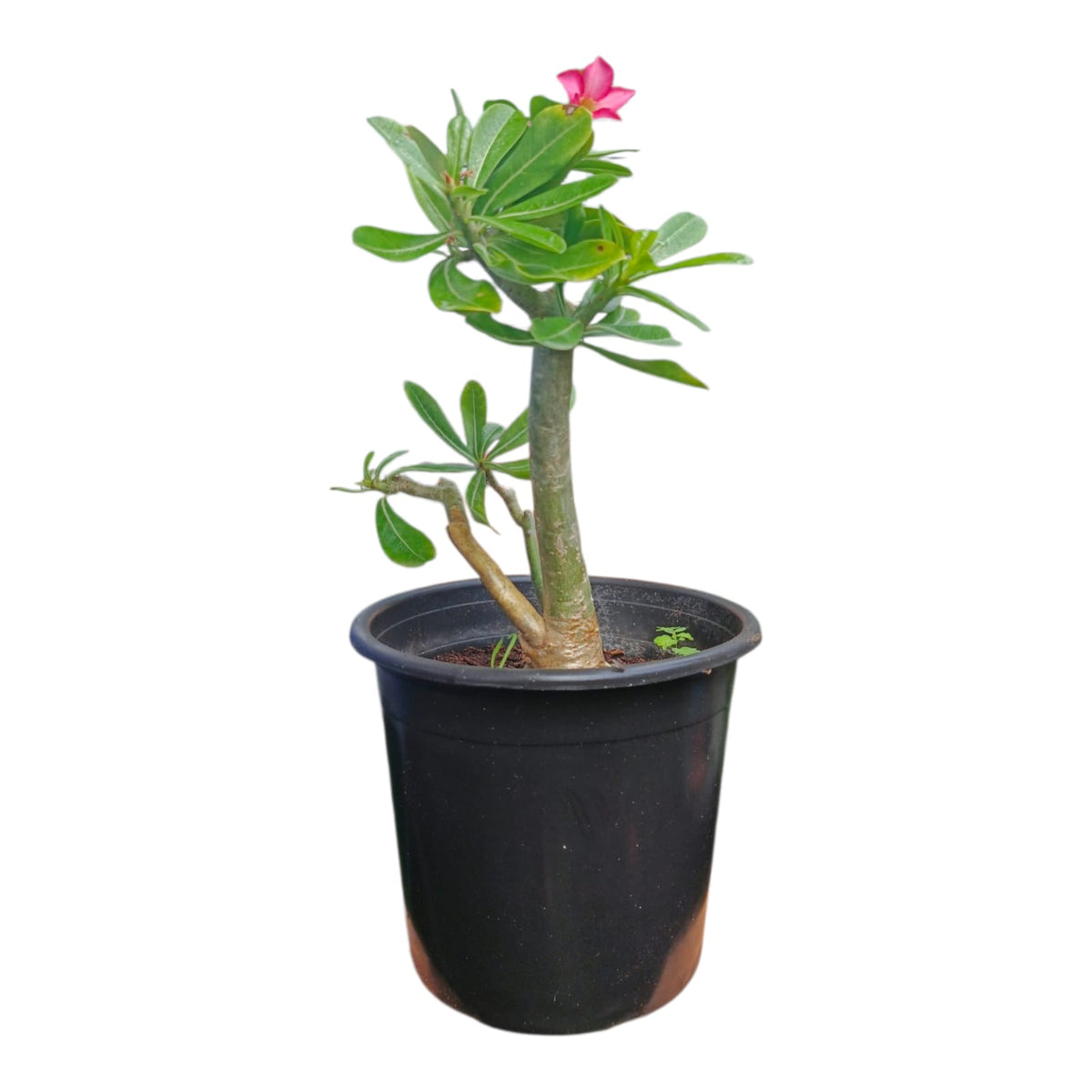 Plant 2