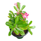 Plant 2