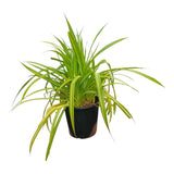 Plant 1