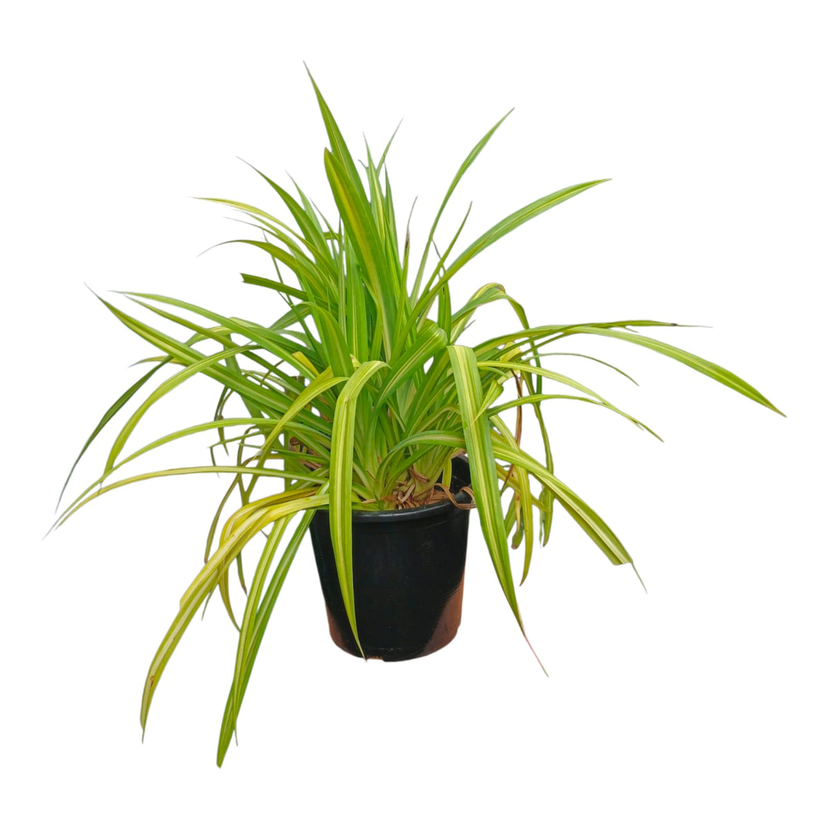 Plant 1