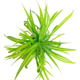 Plant 1