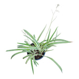 Plant 9
