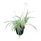 Plant 9