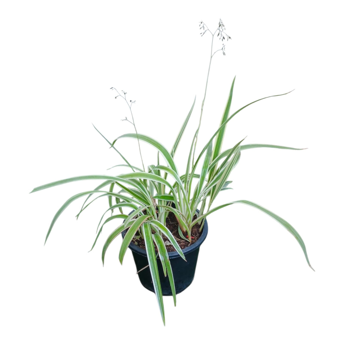 Plant 9