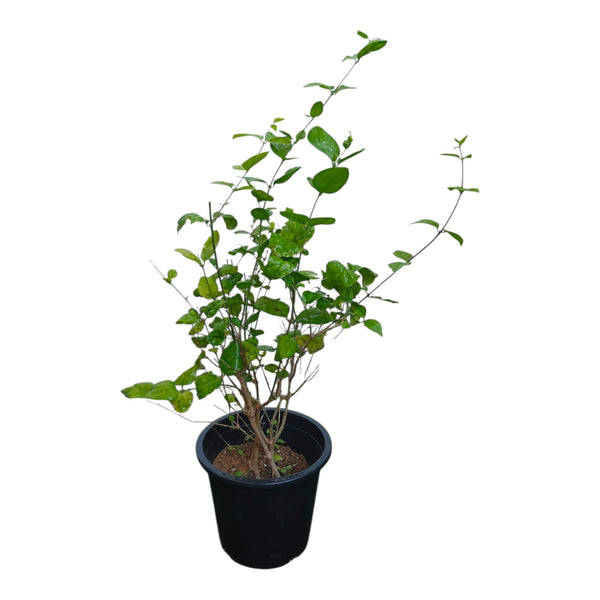 Plant 8