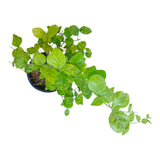 Plant 8
