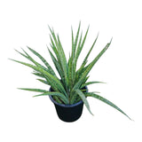 Plant 7