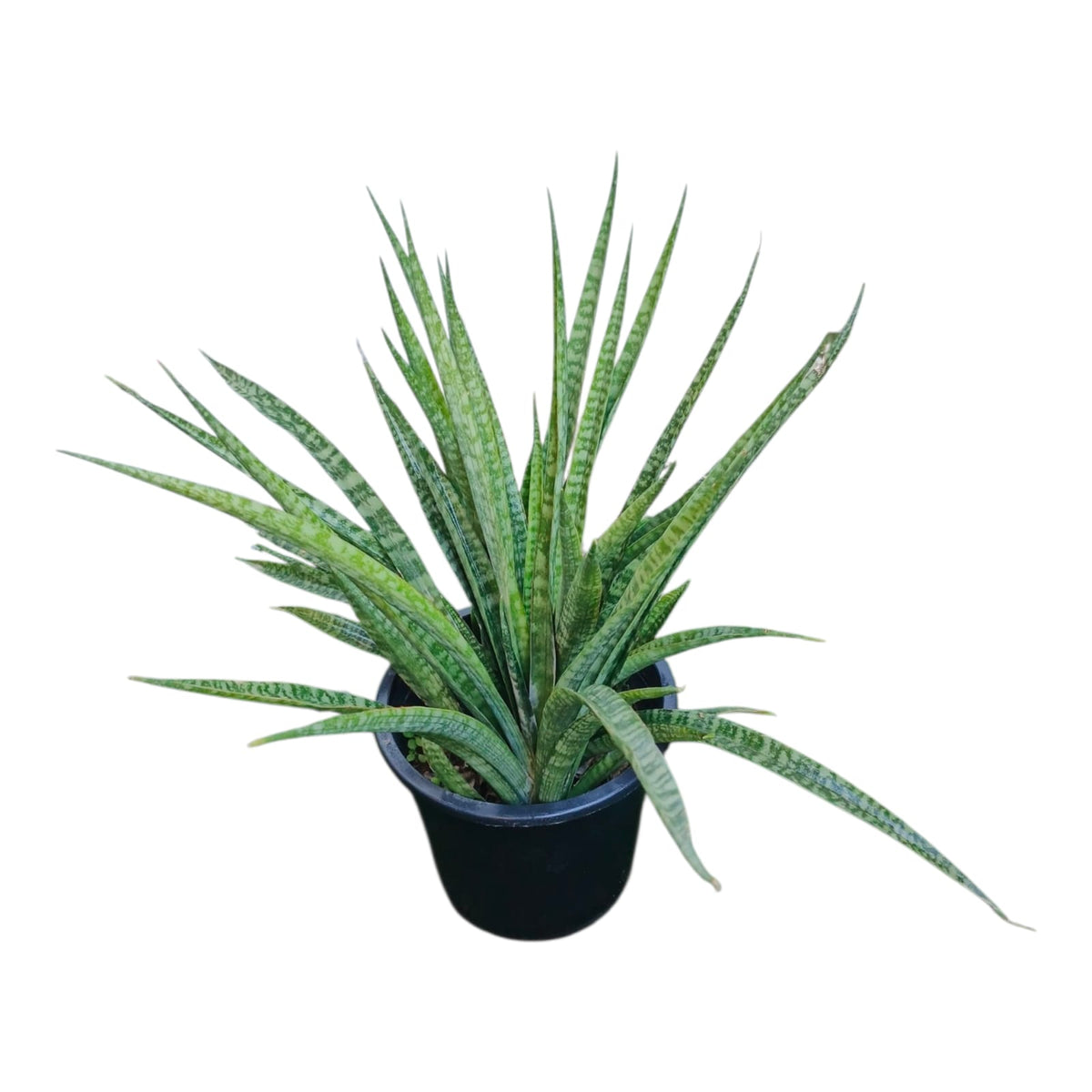 Plant 7