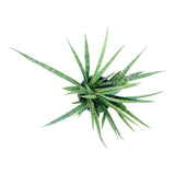 Plant 7