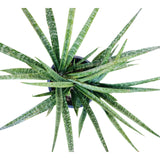 Plant 7