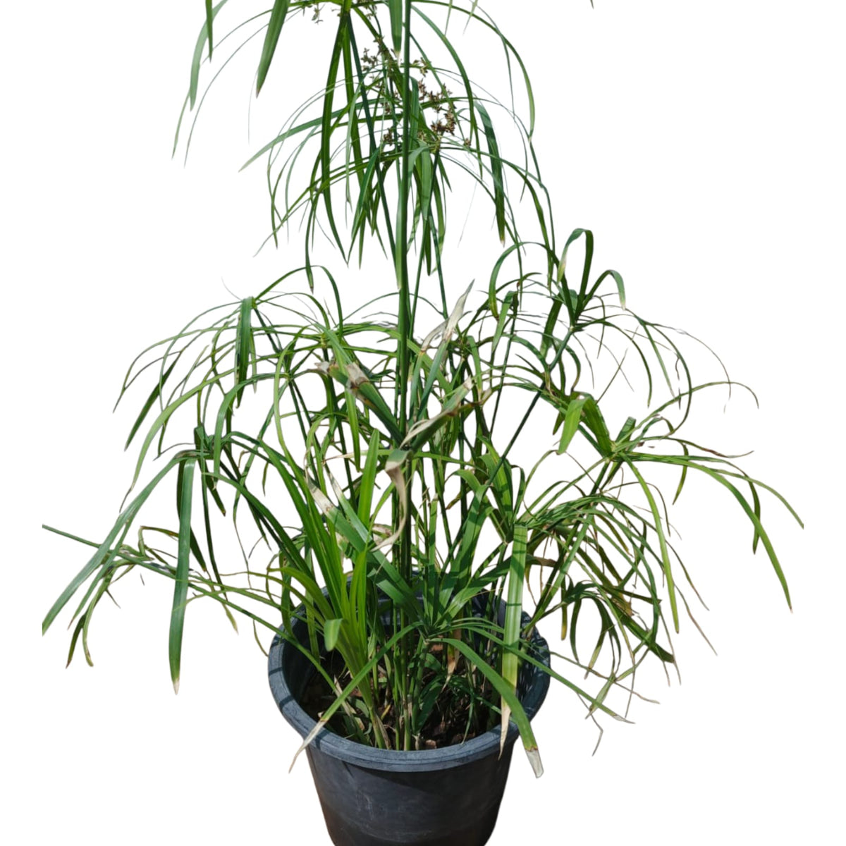 Grass 4