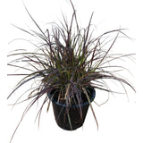 Grass 3