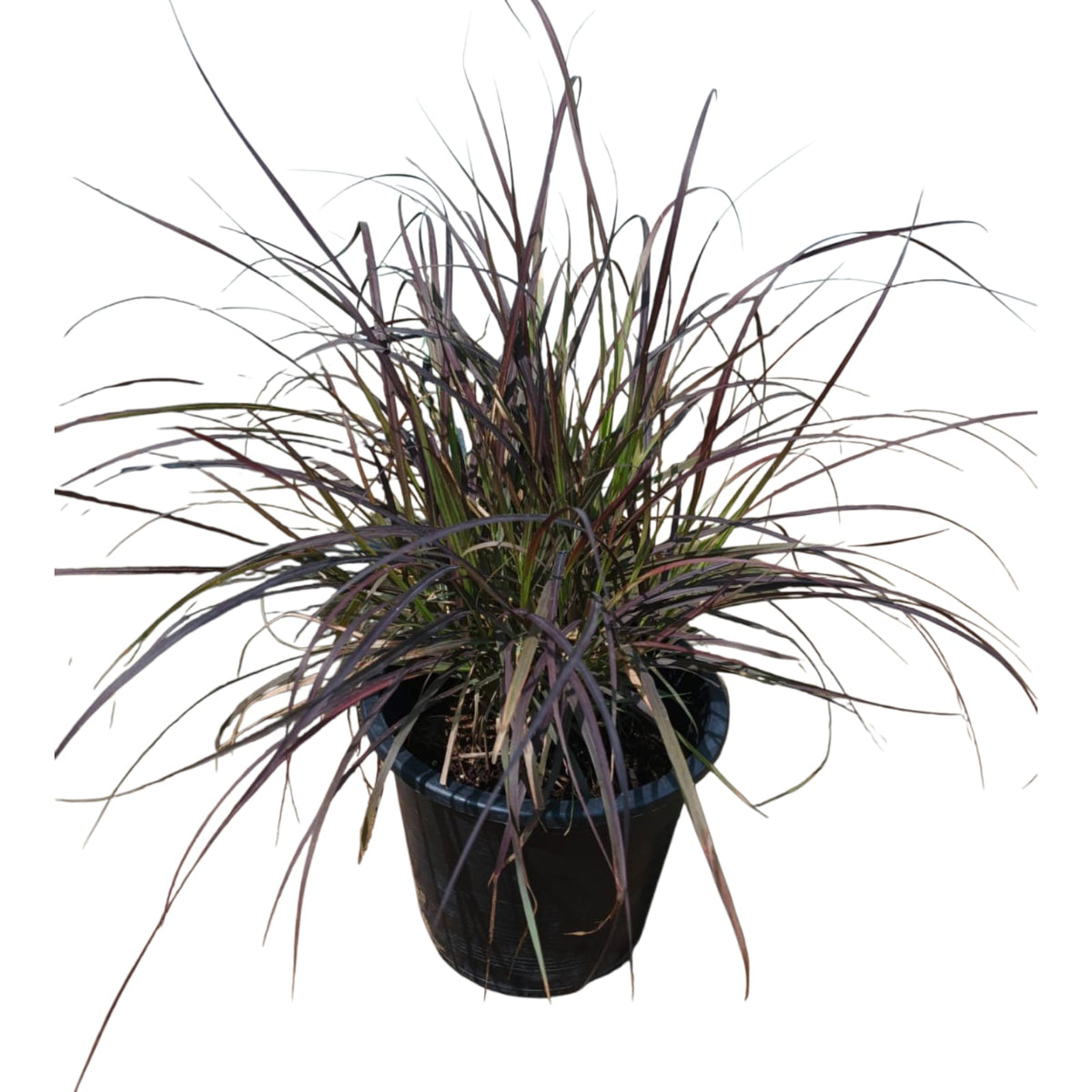 Grass 3