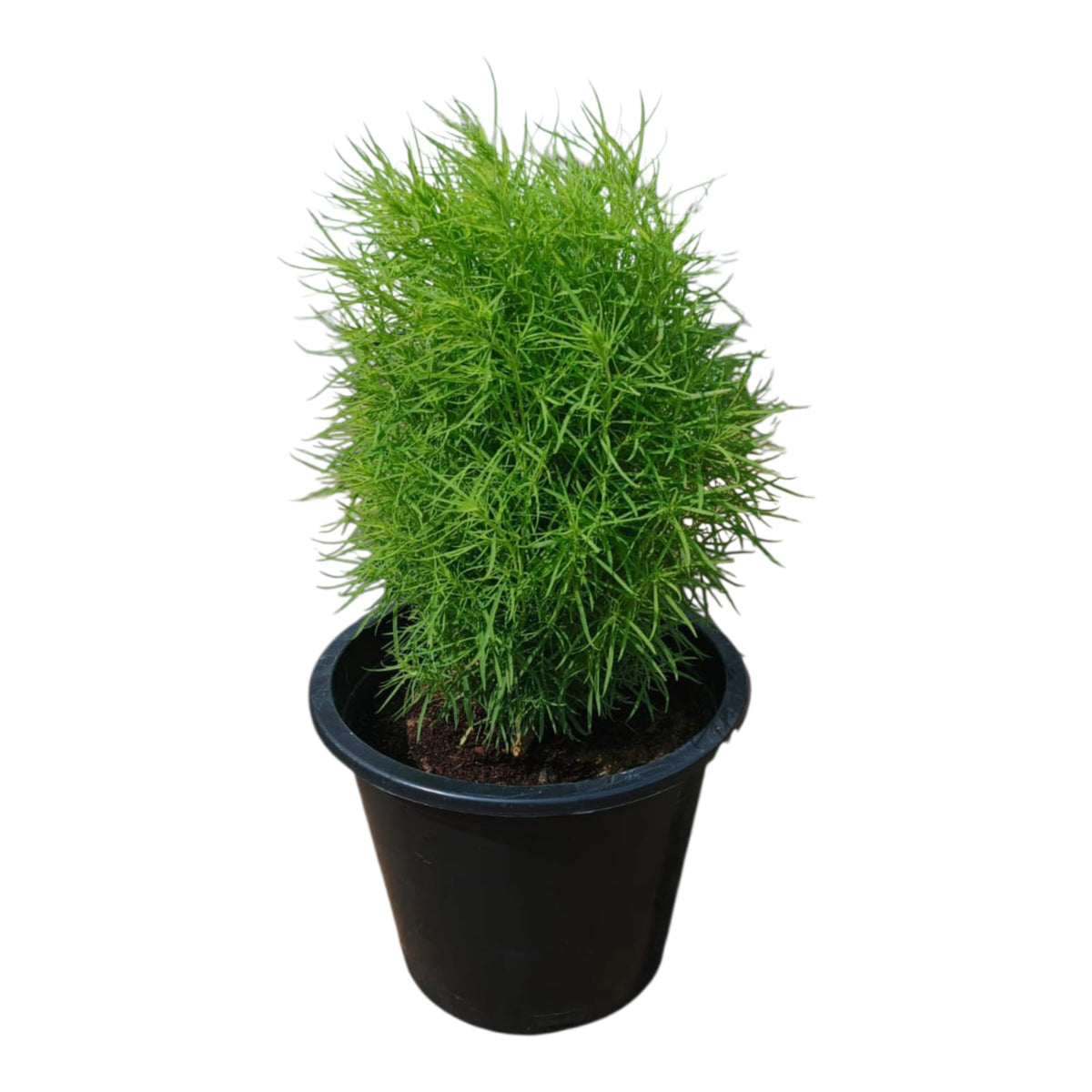 Grass 2