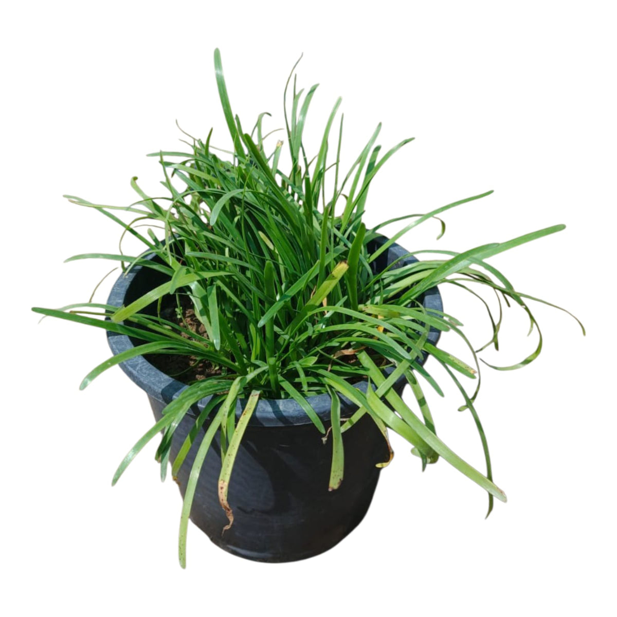 Grass 5