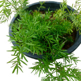Emerald Veil Ornamental Shrub
