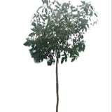 Tropical Almond (Terminalia Cattapa)