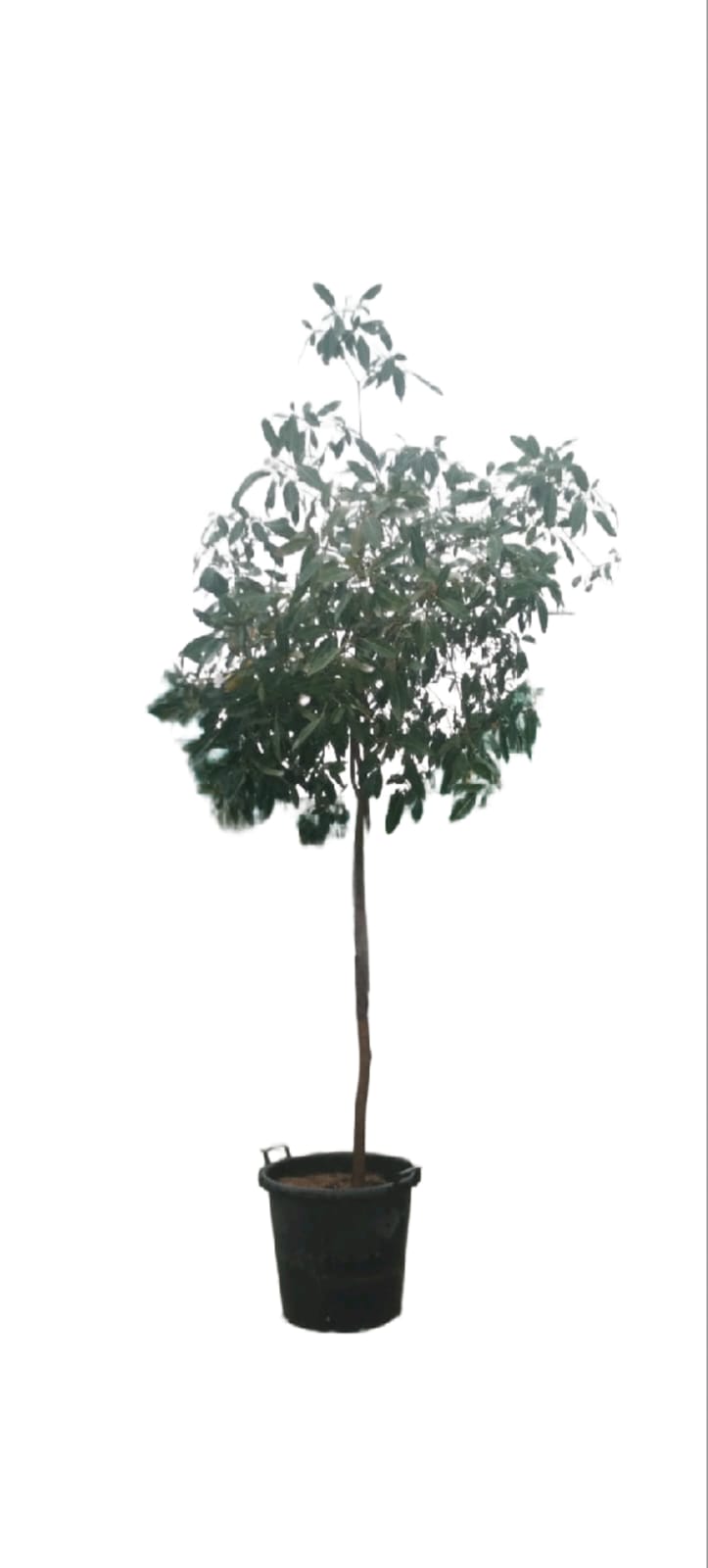 Tropical Almond (Terminalia Cattapa)