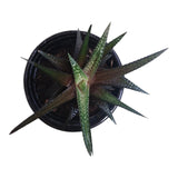Plant 9