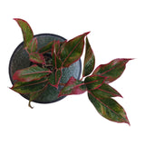 Plant 8