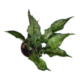 Plant 7