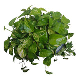 Plant 6