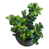 Plant 5