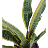Plant 3