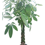 Plant 4