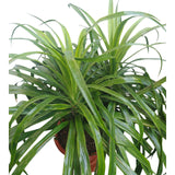 Plant 11