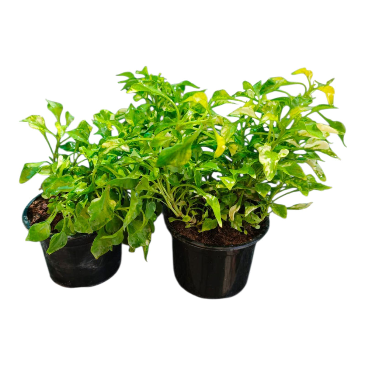 Plant 2