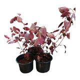 Plant 4