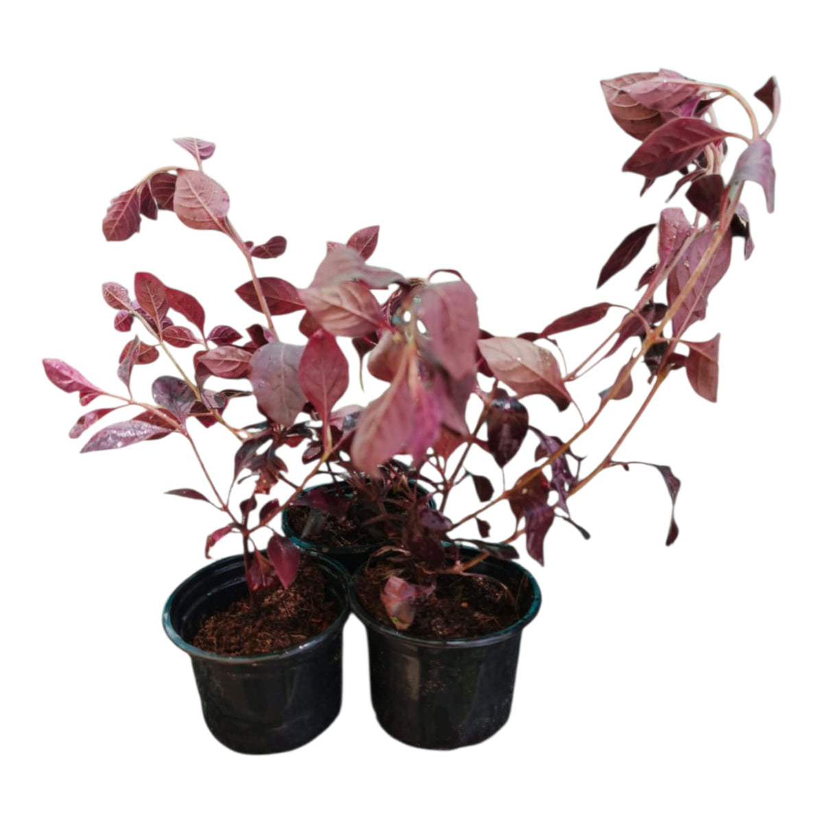 Plant 4