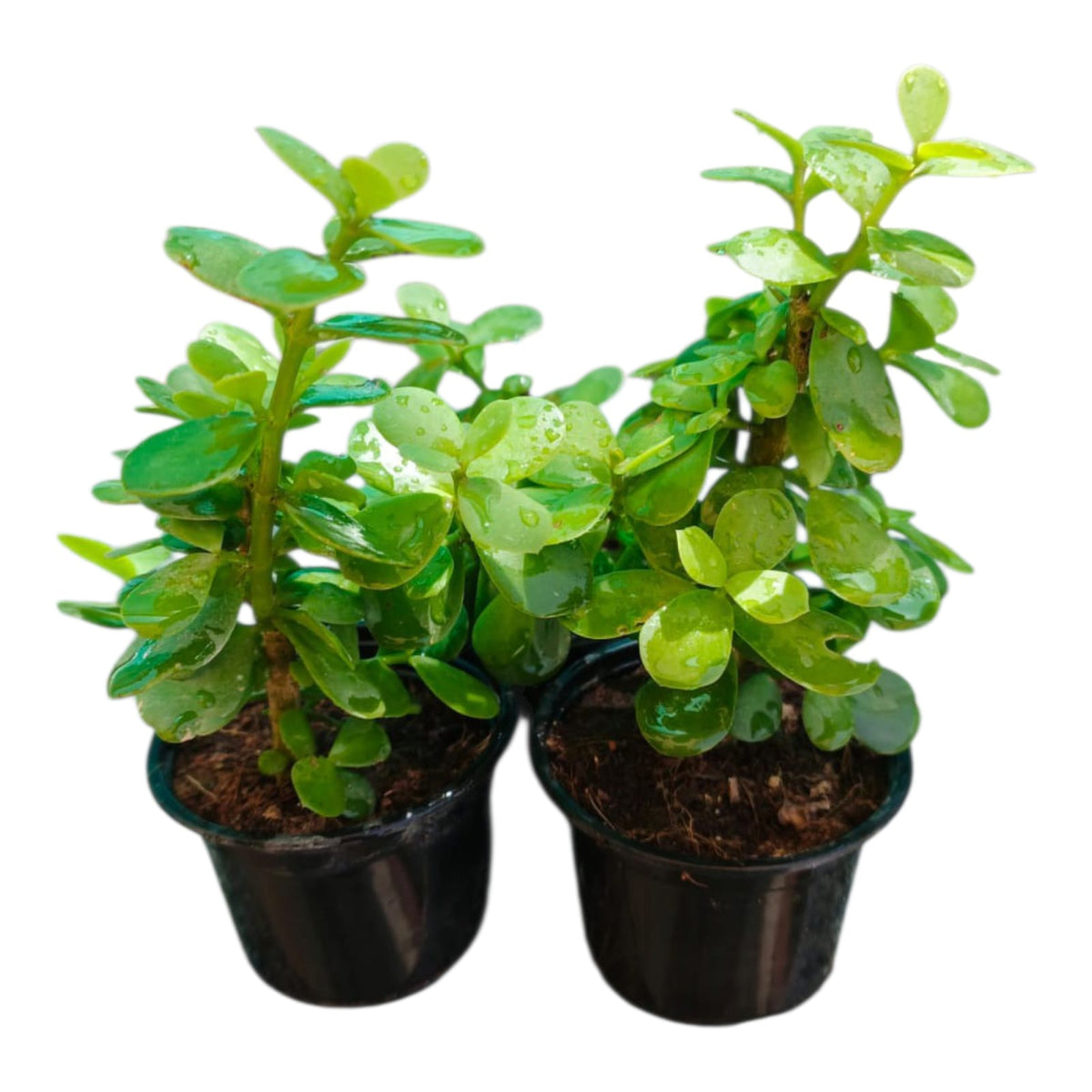 Plant 1