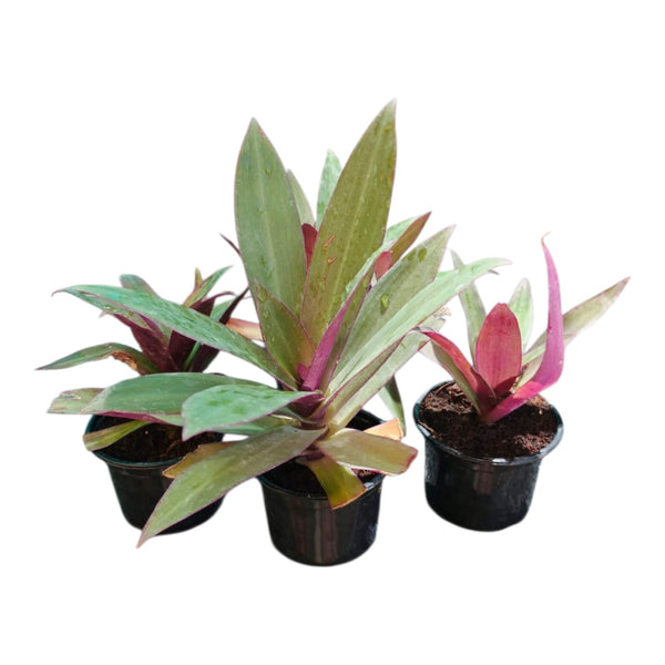 Plant 3