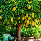 Mango Tree (Mangifera Indica)