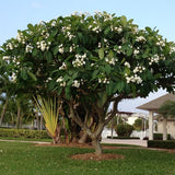 Frangipani (Pulmeria Obtusa)
