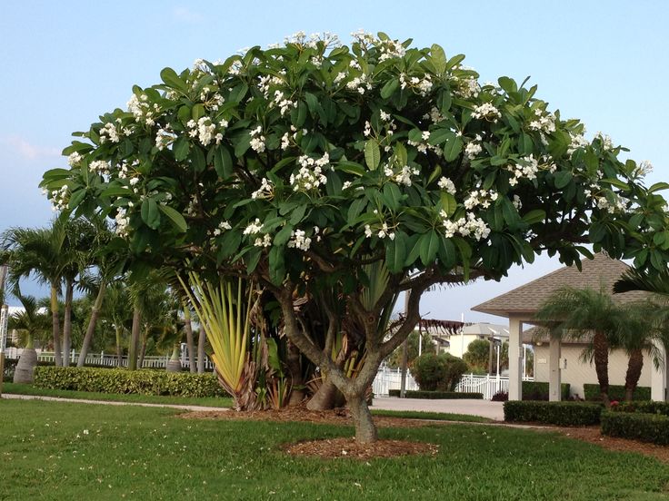 Frangipani (Pulmeria Obtusa)
