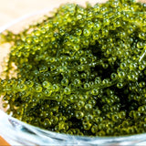 Sea Grape (Coccoloba Uvifera)