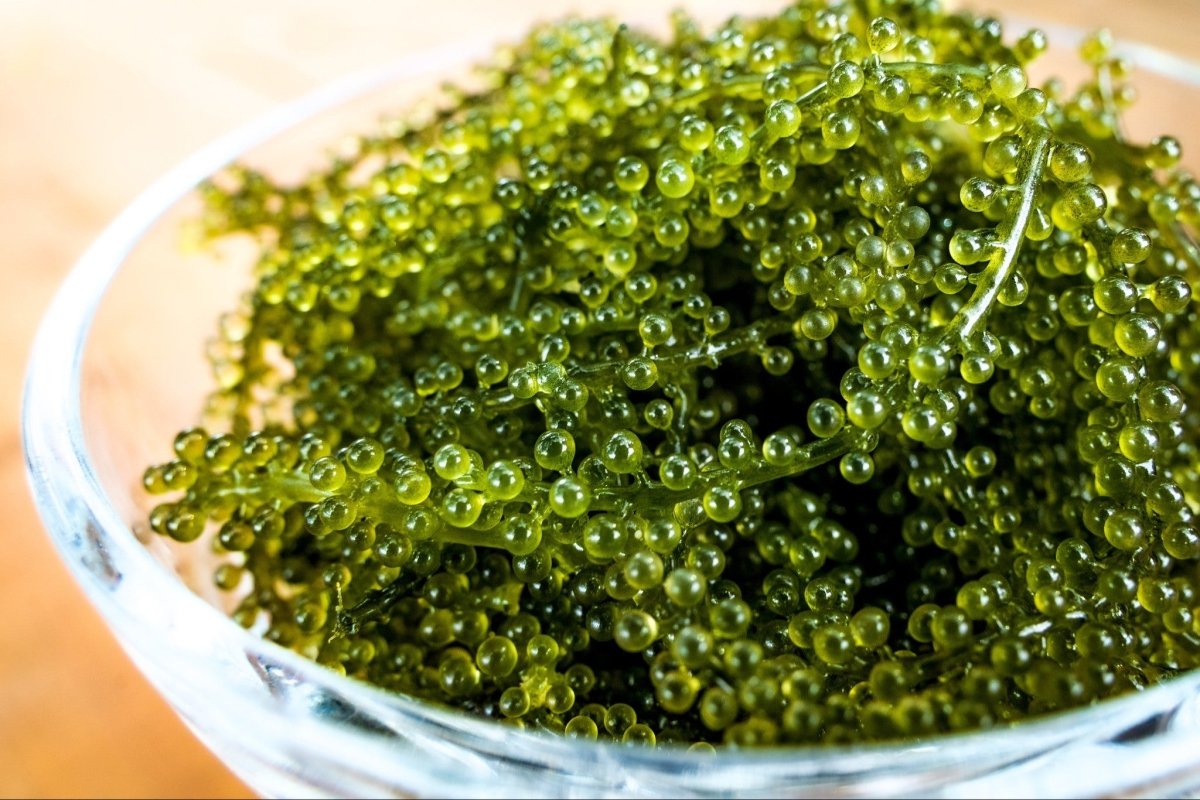 Sea Grape (Coccoloba Uvifera)