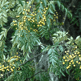 Chinaberry Tree (Melia Azedarach)